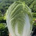 山西吕梁白菜精品黄心白菜大量上市，产地直供品质保证全国发