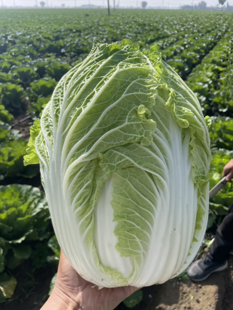 山西吕梁白菜精品黄心白菜大量上市，产地直供品质保证全国发