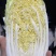 山西吕梁白菜精品黄心白菜大量上市，产地直供品质保证全国发