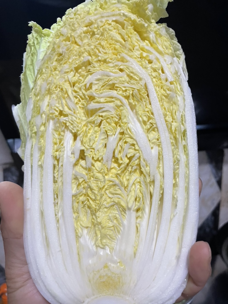 山西吕梁白菜精品黄心白菜大量上市，产地直供品质保证全国发