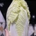 山西吕梁白菜精品黄心白菜大量上市，产地直供品质保证全国发