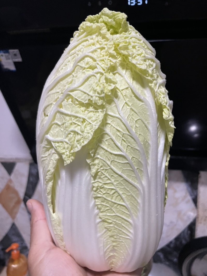 山西吕梁白菜精品黄心白菜大量上市，产地直供品质保证全国发