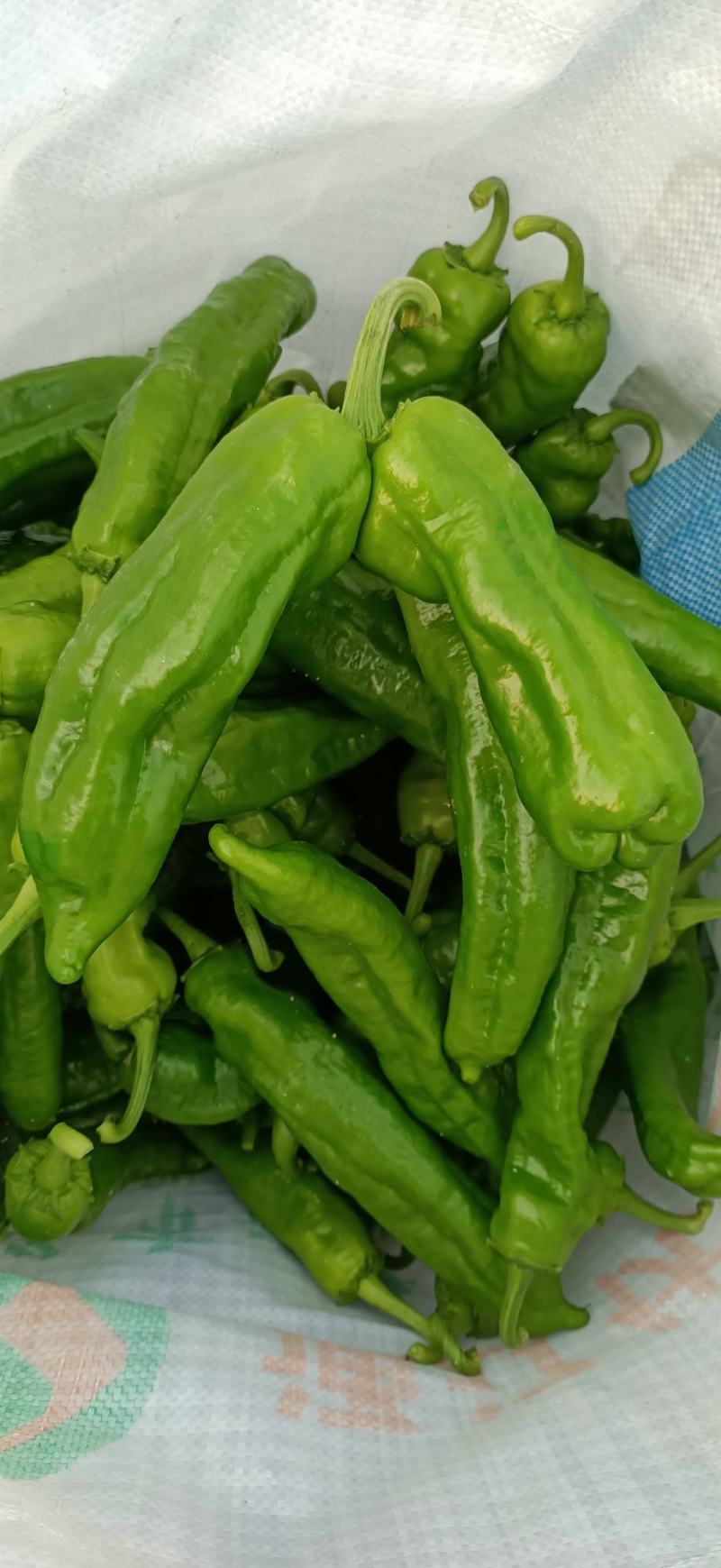 鲜辣椒