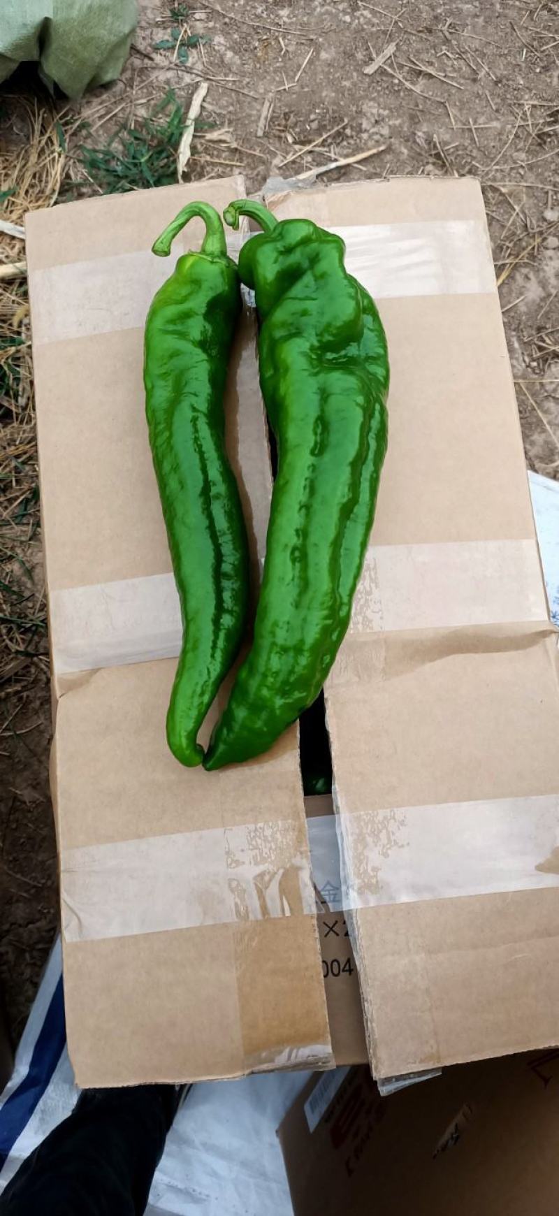 鲜辣椒