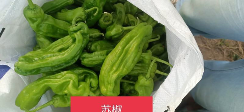 鲜辣椒