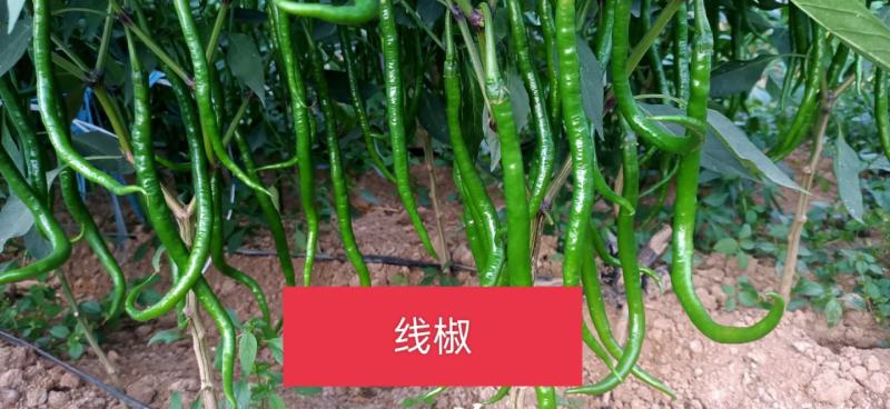 鲜辣椒