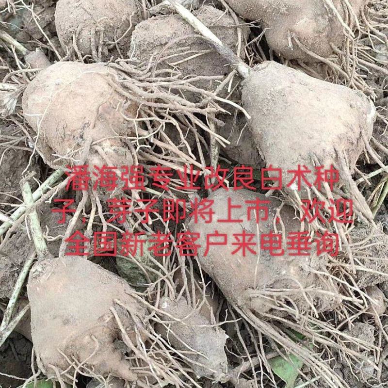 潘海强《精选改良白术种子》，欢迎新老朋友洽谈订购