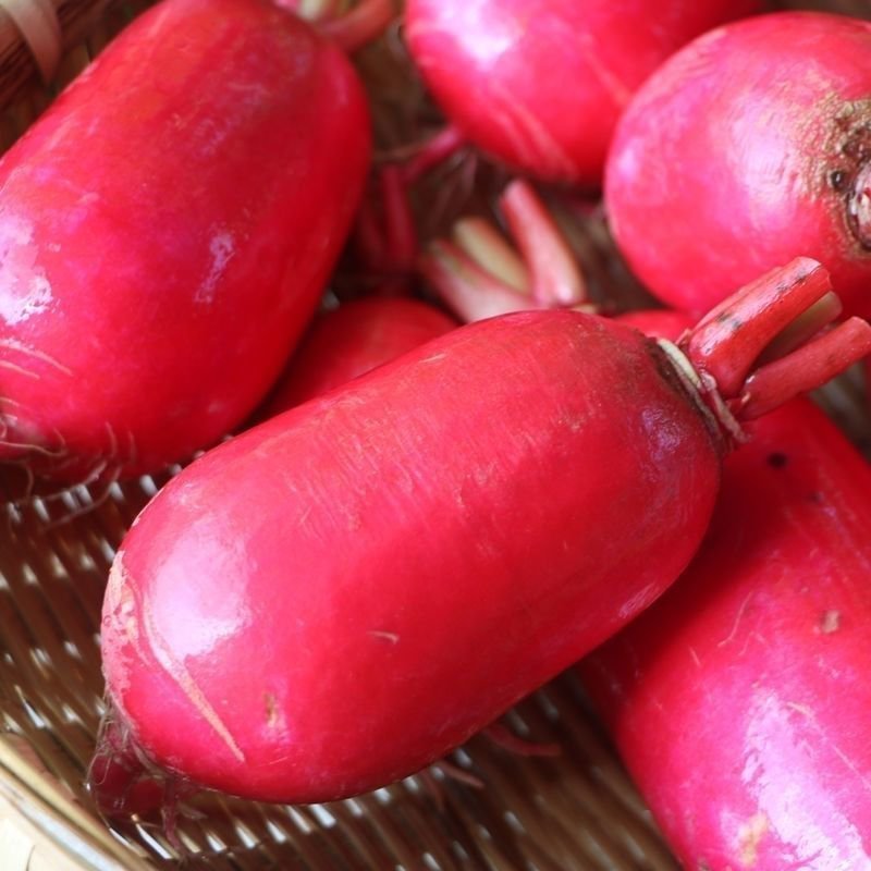 新抗病鸡嘴红萝卜种子大白萝卜水果红心青萝卜辣萝卜种籽农户