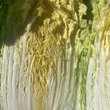 秋季黄心大白菜上市