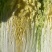 秋季黄心大白菜上市