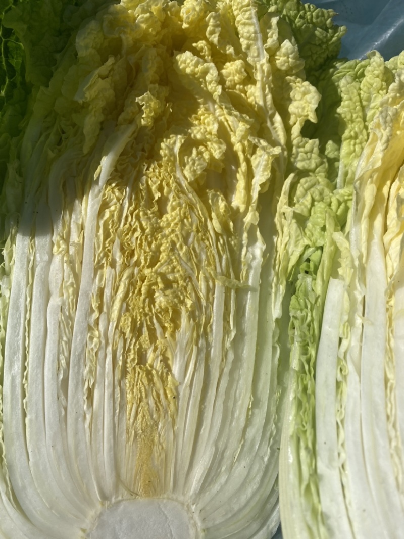 秋季黄心大白菜上市