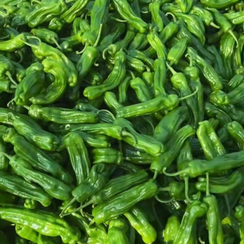苏椒，泡椒，大量有货。量大从优，欢迎前来订购。。。