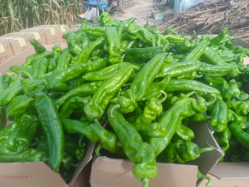 苏椒，泡椒，大量有货。量大从优，欢迎前来订购。。。