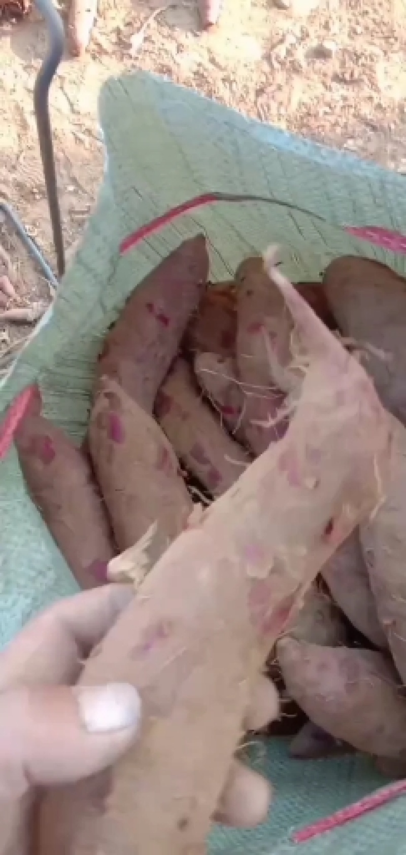 紫薯紫罗兰，粉糯香甜可口，纯沙土岭地，颜色亮丽，长条无丝