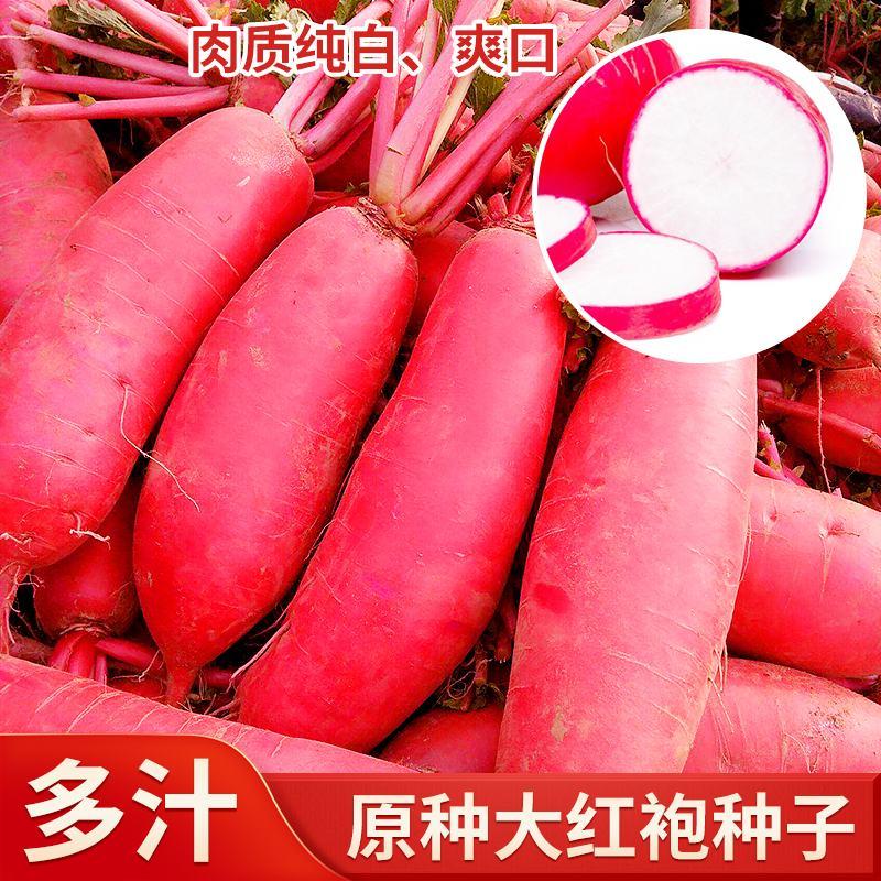 徐州大红袍萝卜红皮白肉萝卜种籽正宗鸡嘴红萝卜秋季水果萝卜