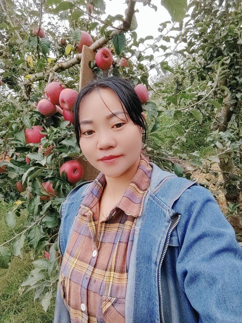欢迎各位老板的光临。昭通市洒渔镇冰糖，丑苹果已大量上市。