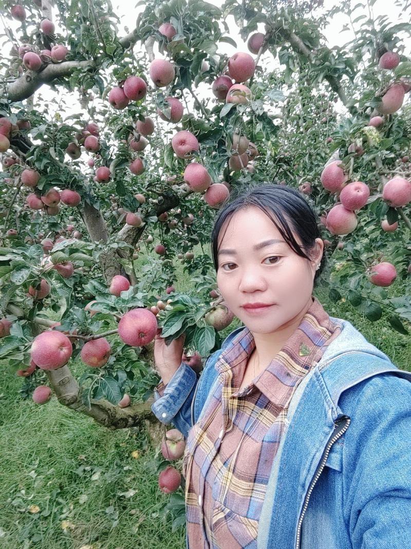 欢迎各位老板的光临。昭通市洒渔镇冰糖，丑苹果已大量上市。