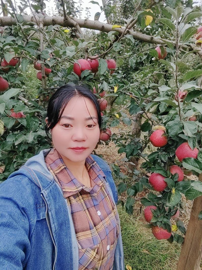 欢迎各位老板的光临。昭通市洒渔镇冰糖，丑苹果已大量上市。