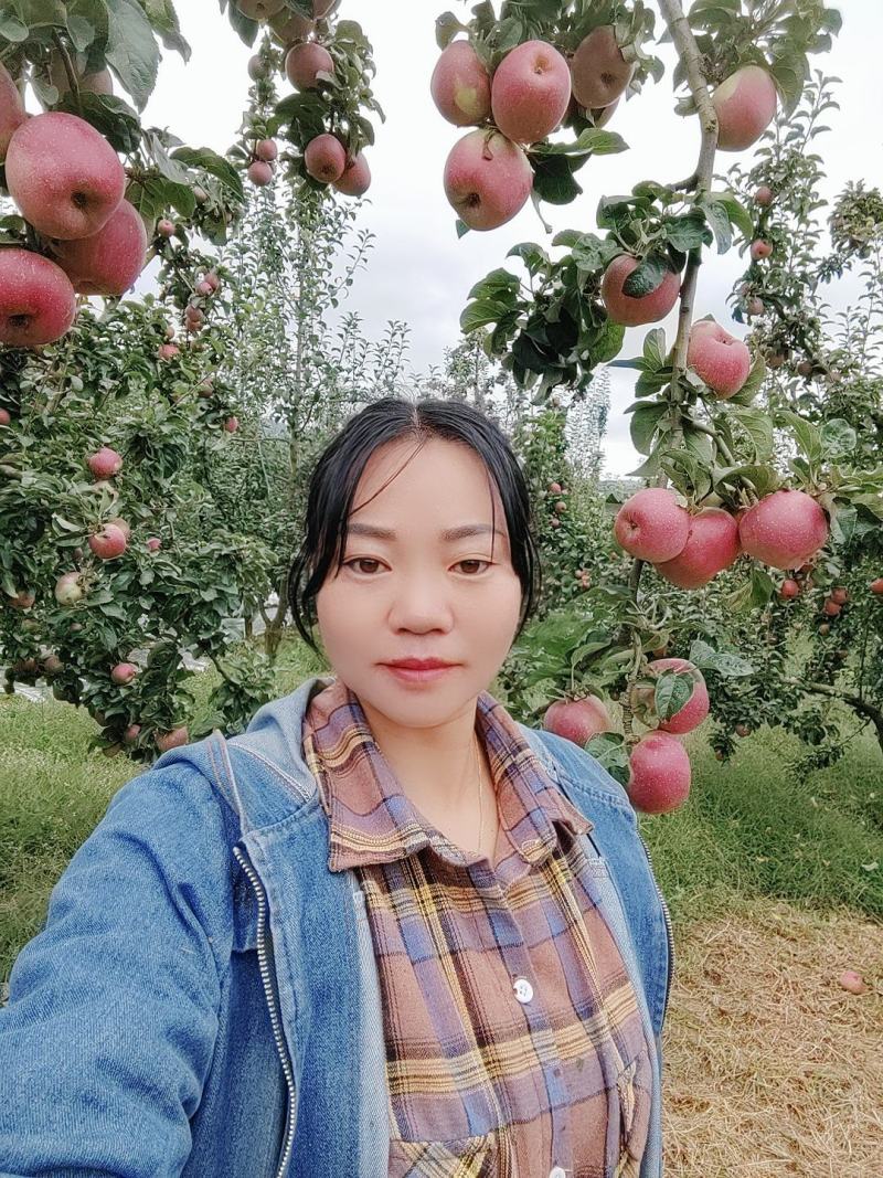 欢迎各位老板的光临。昭通市洒渔镇冰糖，丑苹果已大量上市。