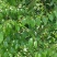 岗梅苗、秤星木、天星木