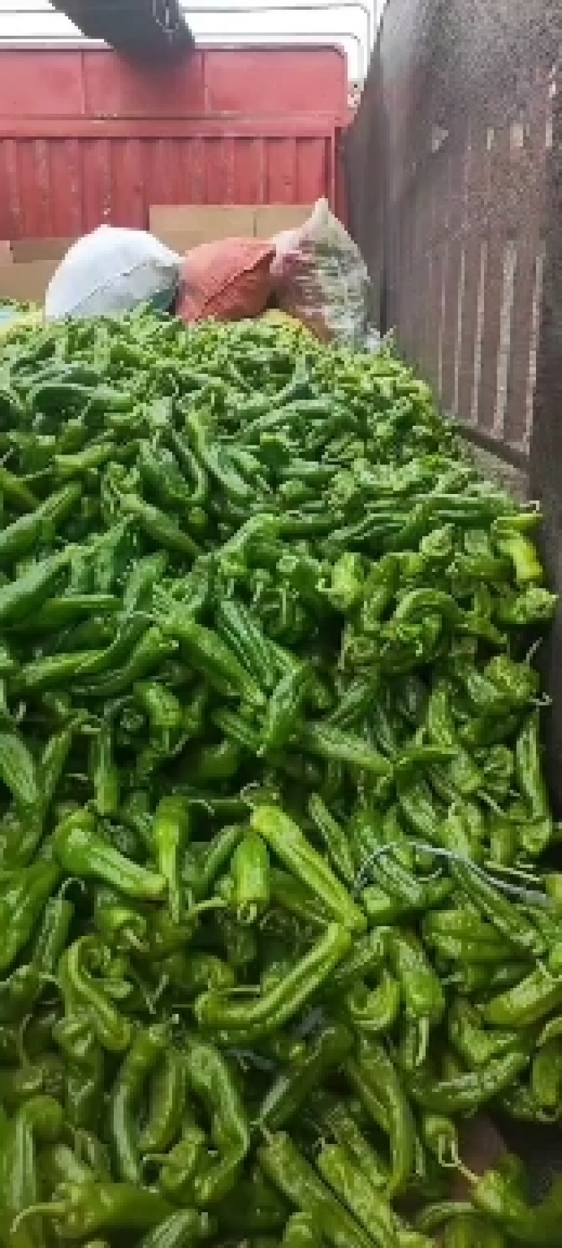 301芜湖辣椒上蔡龚垒辣椒代办，代收，，支持装箱，