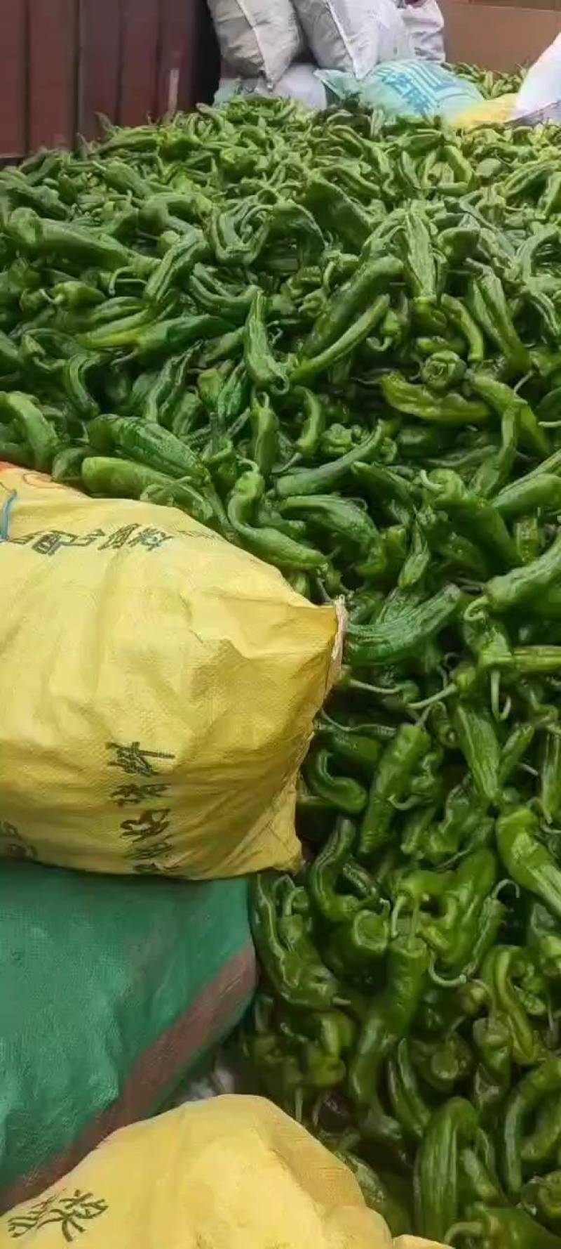 301芜湖辣椒上蔡龚垒辣椒代办，代收，，支持装箱，