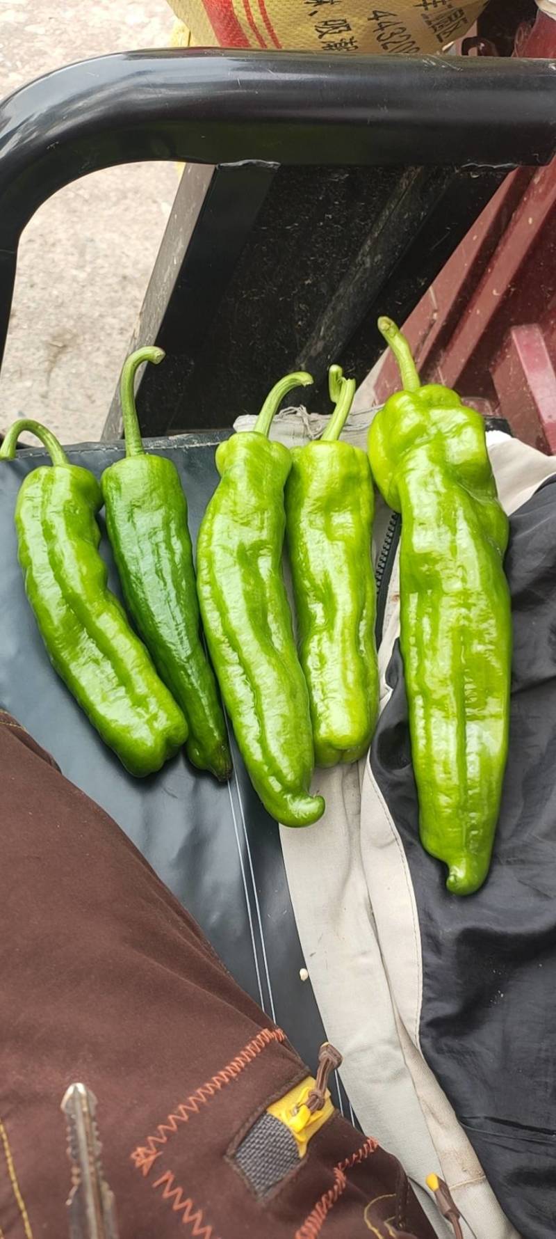 301芜湖辣椒上蔡龚垒辣椒代办，代收，，支持装箱，