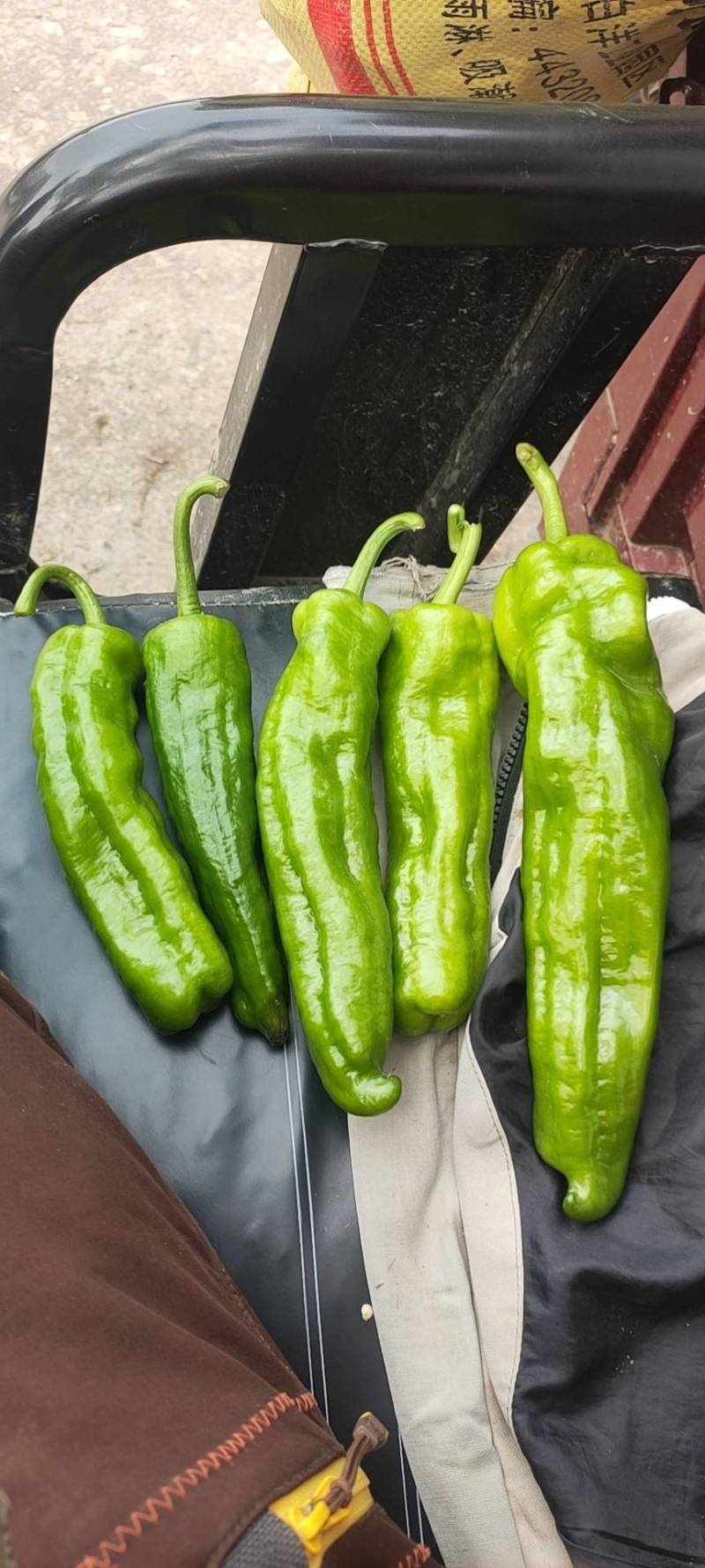 301芜湖辣椒上蔡龚垒辣椒代办，代收，，支持装箱，