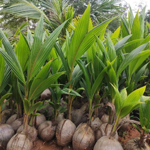 大量供应海南本地椰子苗本地红金椰苗发芽椰子苗树上摘老椰子