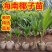 大量供应海南本地椰子苗本地红金椰苗发芽椰子苗树上摘老椰子