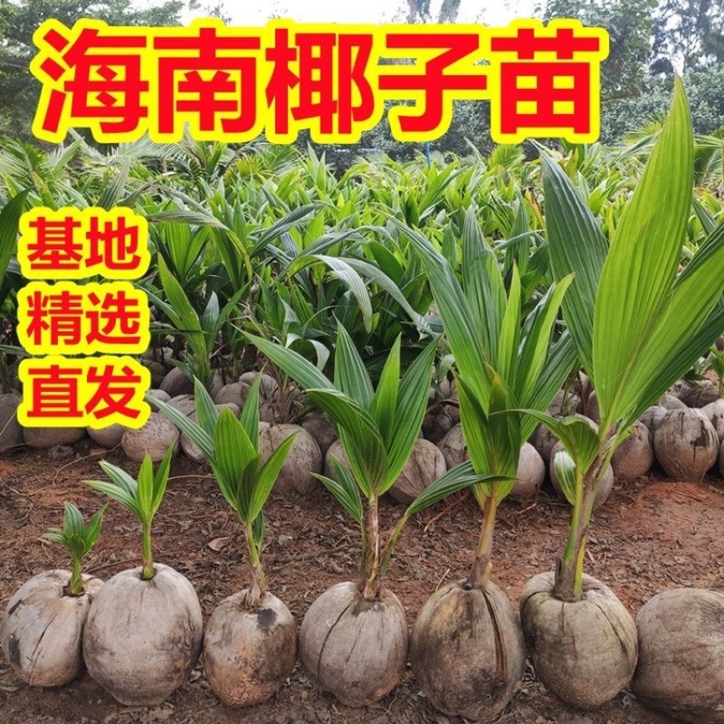 大量供应海南本地椰子苗本地红金椰苗发芽椰子苗树上摘老椰子