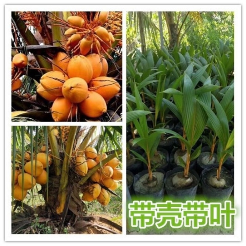大量供应海南本地椰子苗本地红金椰苗发芽椰子苗树上摘老椰子