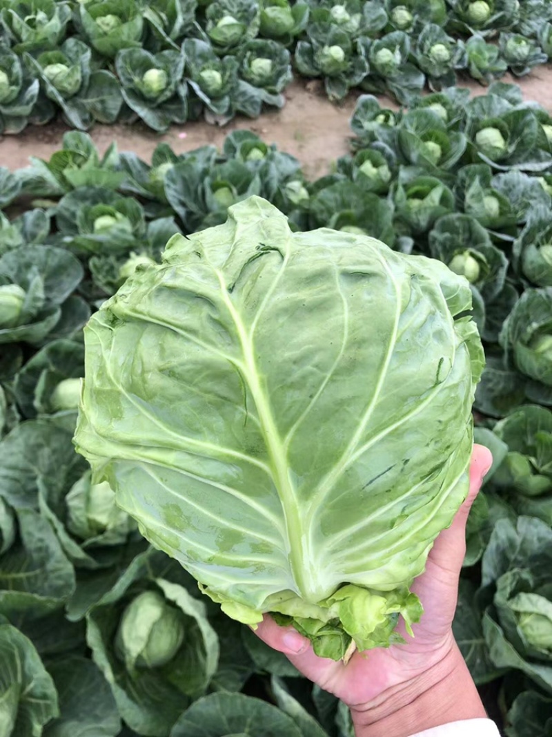甘蓝江苏甘蓝圆包菜江苏圆包菜产地供应