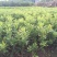 东魁杨梅苗,黑炭杨梅苗,六月杨梅苗,现挖现发货,基地现货