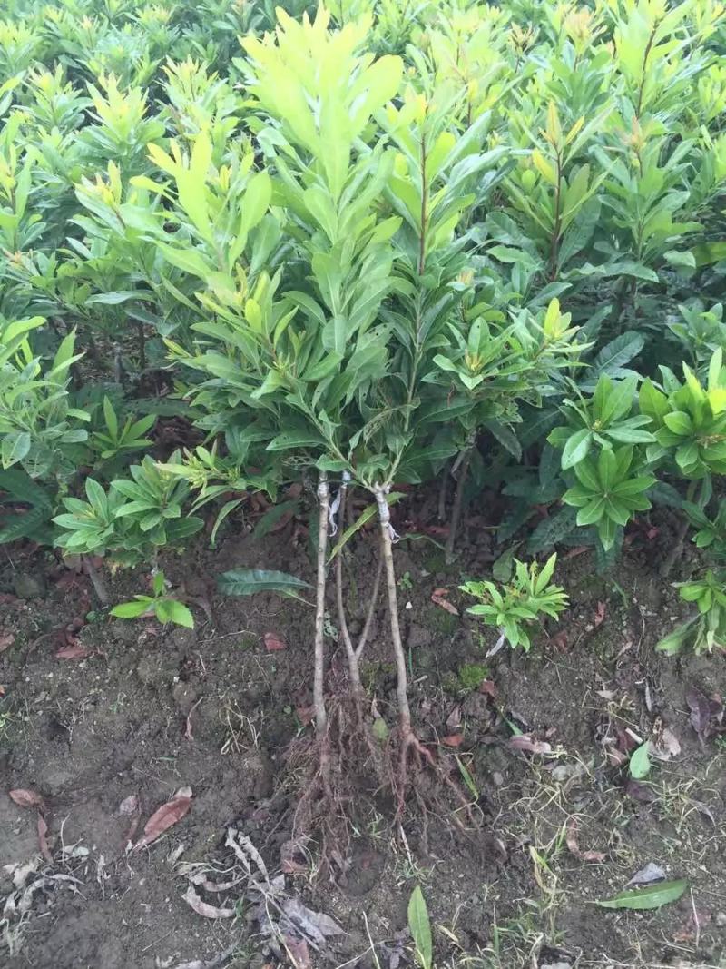东魁杨梅苗，黑炭杨梅苗，六月杨梅苗，现挖现发货，基地现货