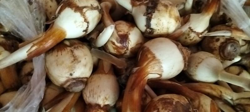 茨菇水生类蔬菜