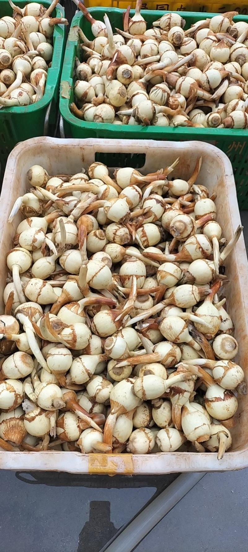 茨菇水生类蔬菜