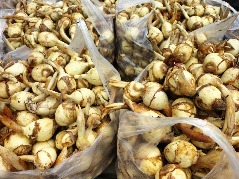 茨菇水生类蔬菜