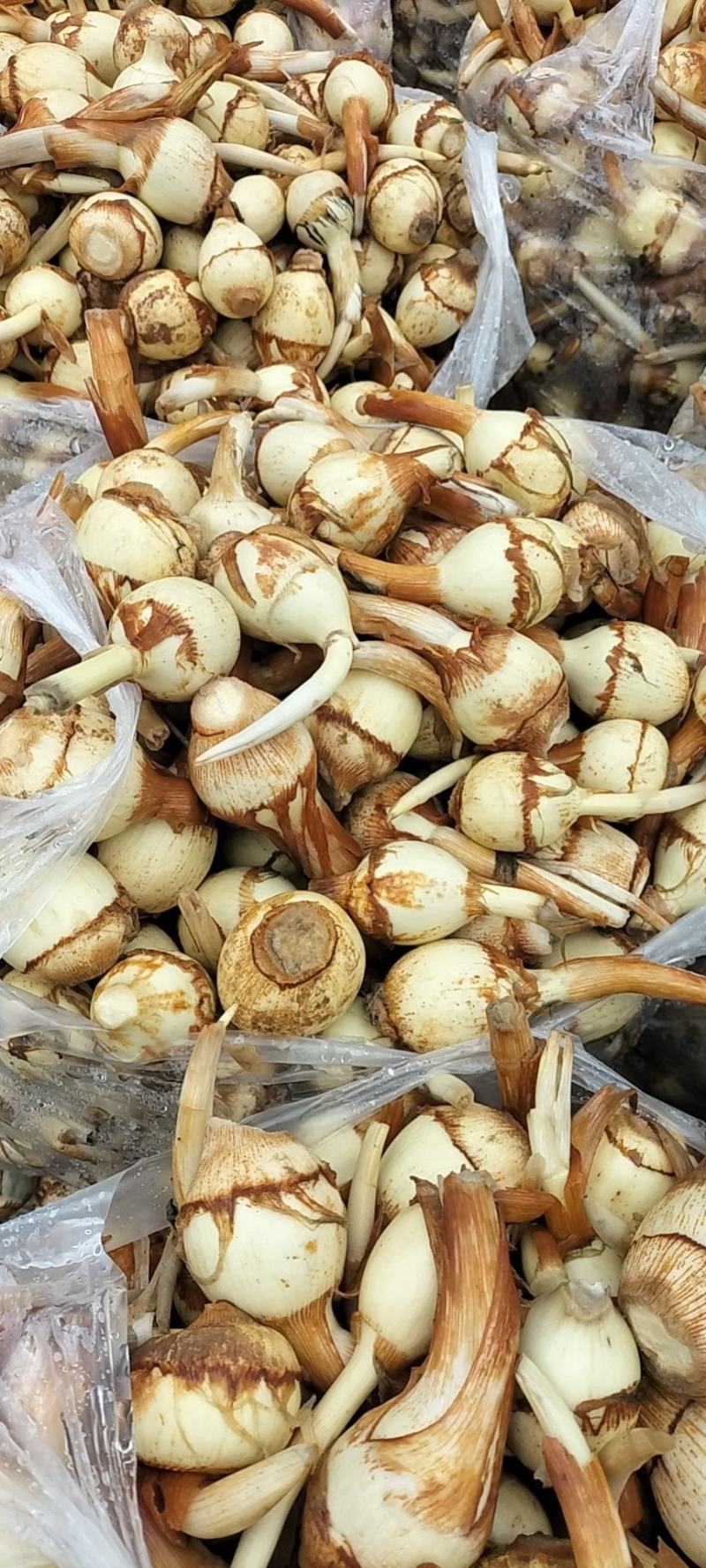 茨菇水生类蔬菜