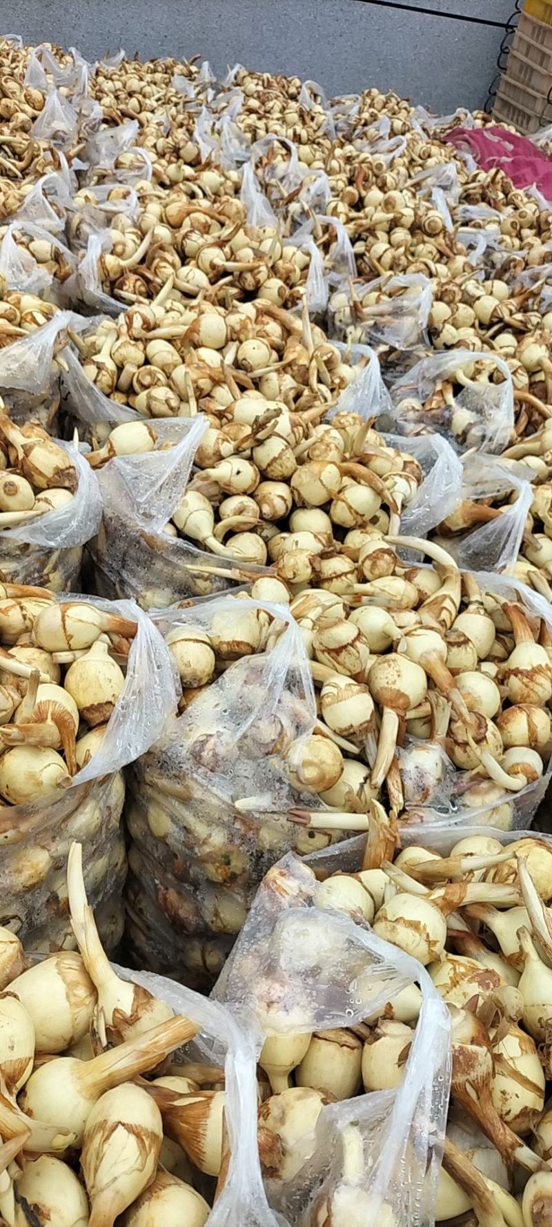 茨菇水生类蔬菜