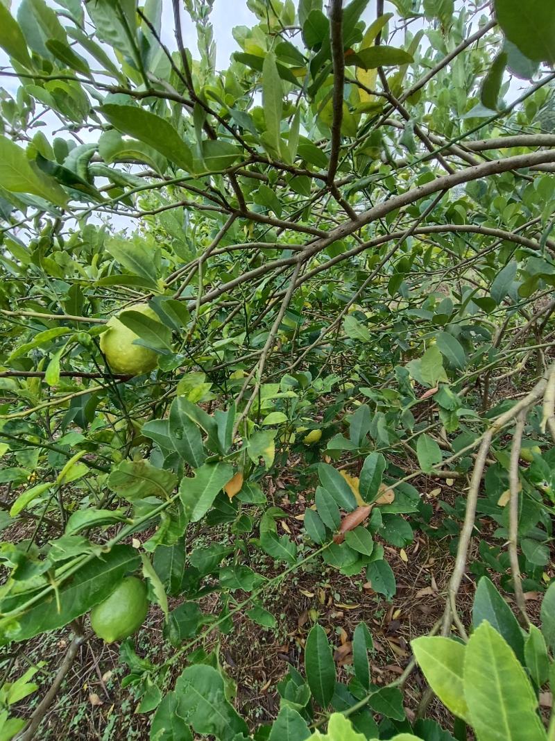 广西香水柠檬