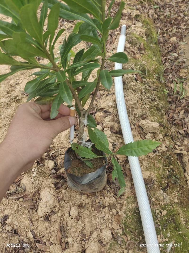东魁杨梅苗，黑炭杨梅苗，六月杨梅苗，现挖现发货，基地现货