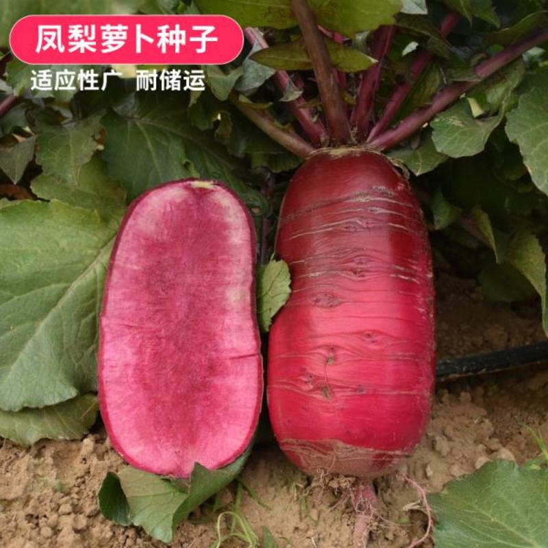凤梨水果萝卜种子红皮红心罗卜籽夏秋季耐热蔬菜高产耐热