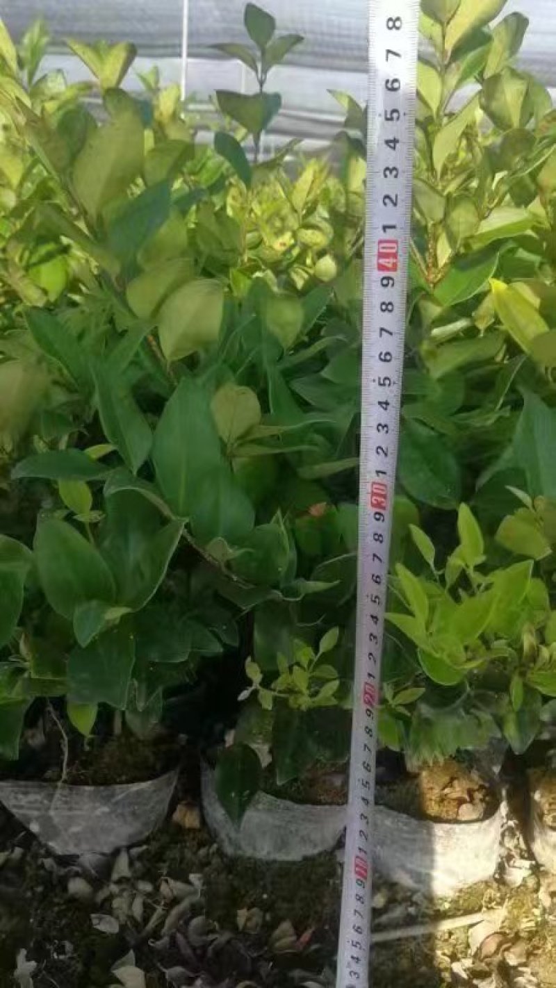 大杯金森女贞基地现货各种规格齐全欢迎新老顾客选购