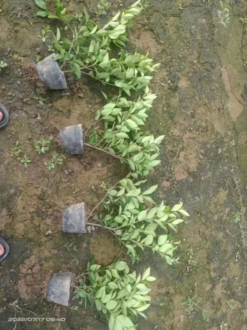 大杯金森女贞基地现货各种规格齐全欢迎新老顾客选购