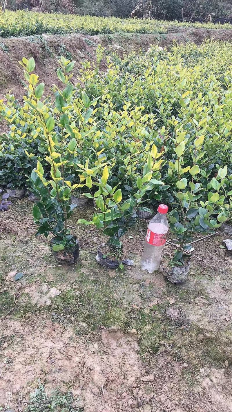 大杯金森女贞基地现货各种规格齐全欢迎新老顾客选购