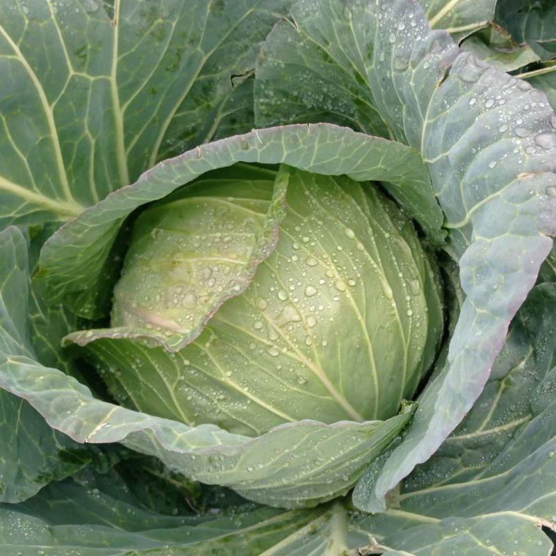 奥奇娜大扁包菜，大甘蓝，