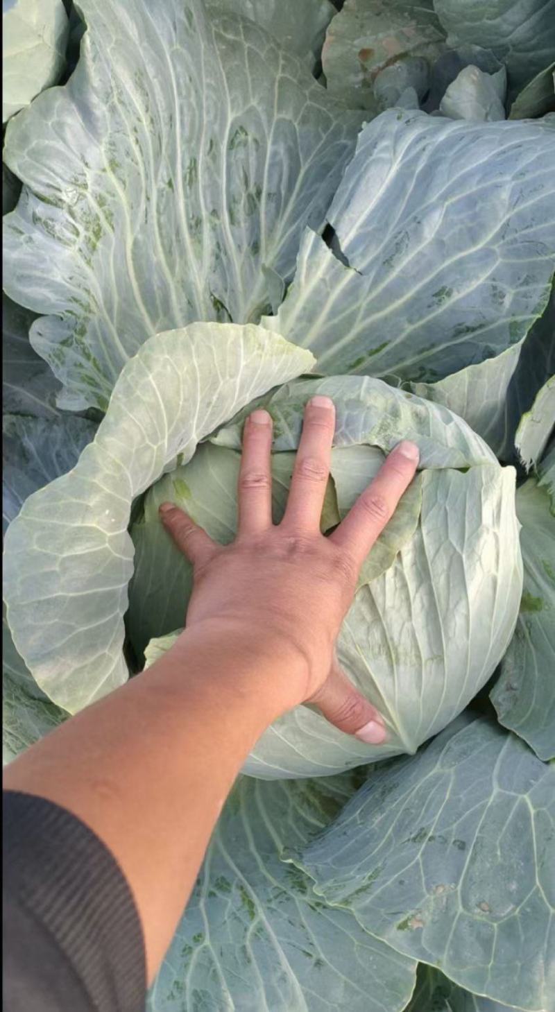 奥奇娜大扁包菜，大甘蓝，