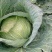 奥奇娜大扁包菜，大甘蓝，