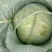奥奇娜大扁包菜，大甘蓝，